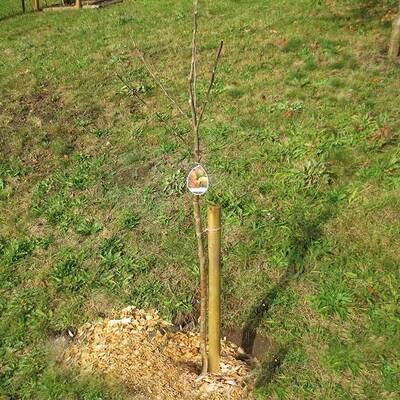 Baum-/Zaunpfähle Kiefer, zylindrisch gefräst, Kopf gefast, einseitig angespitzt, KDI – grün, Ansicht 6