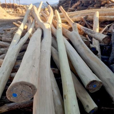 Zwiesel aus Robinien Holz, Ansicht 3