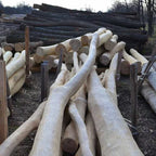 Zwiesel aus Robinien Holz