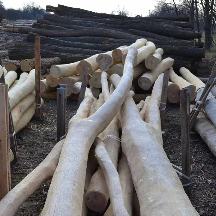 Zwiesel aus Robinien Holz